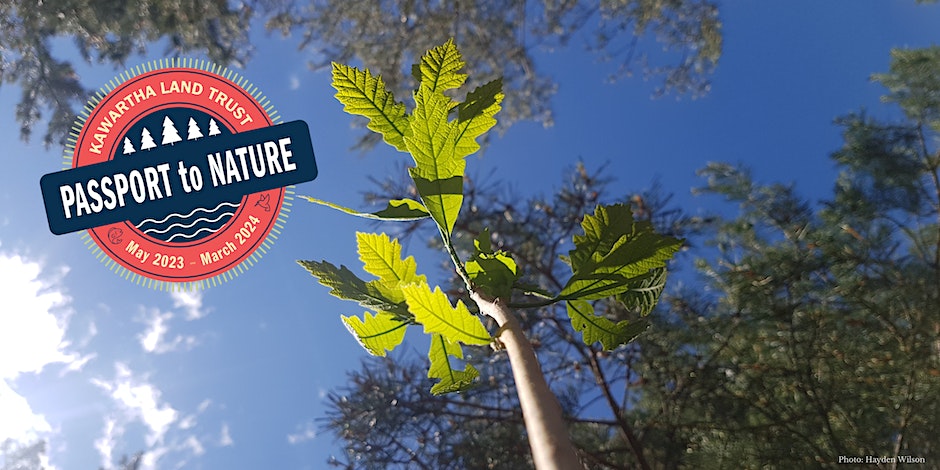 Image of a sapling amongst a forest with KLT's Passport to Nature logo on the left.